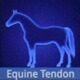 Equine Tendon