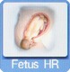 Fetus HR