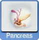 Pankreas